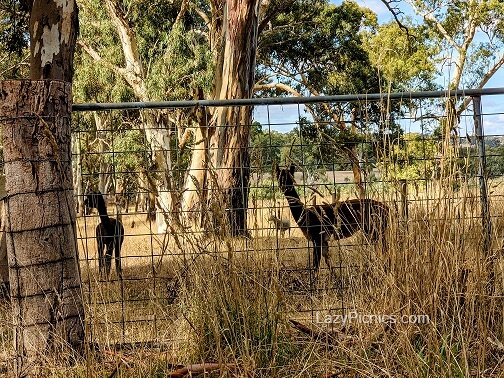 A couple of cheeky Alpacas at our picnic