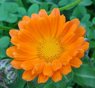 Use edible Marigold petals for your picnics. Use Marigold petals for cooking