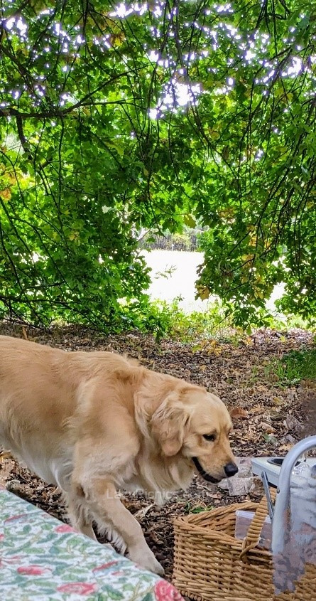 A dog checking the picnic basket